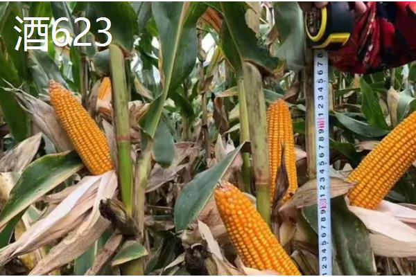 甘肃有哪些玉米品种，有隆丰211、金皇828等