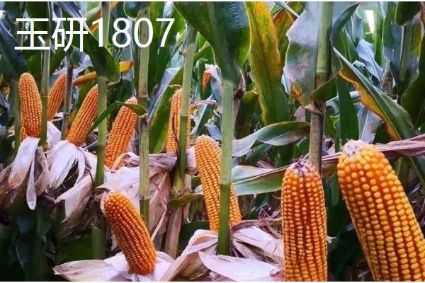 甘肃有哪些玉米品种，有隆丰211、金皇828等