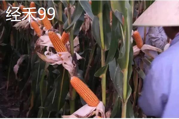 甘肃有哪些玉米品种，有隆丰211、金皇828等