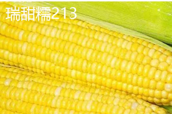 甘肃有哪些玉米品种，有隆丰211、金皇828等