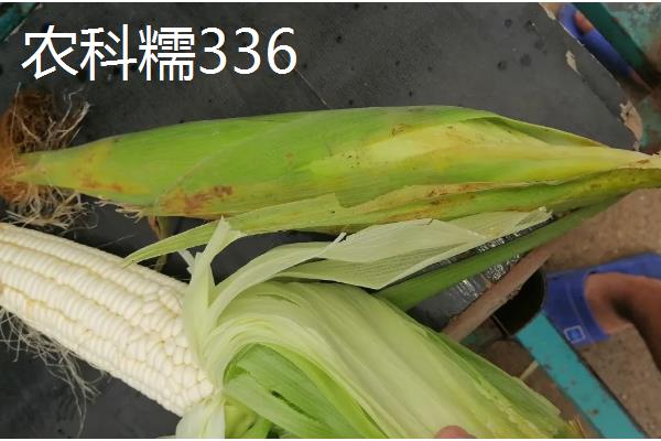 甘肃有哪些玉米品种，有隆丰211、金皇828等