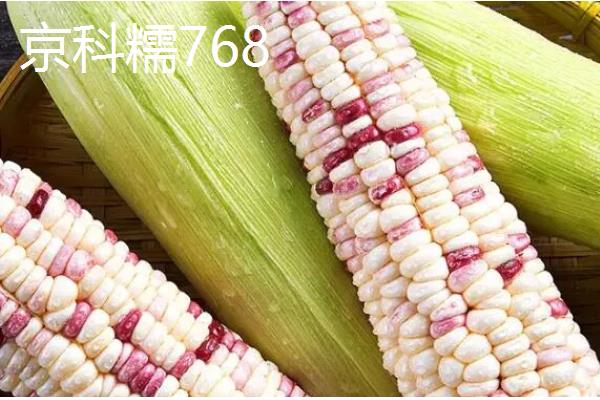 甘肃有哪些玉米品种，有隆丰211、金皇828等