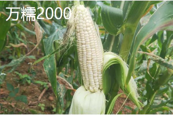 甘肃有哪些玉米品种，有隆丰211、金皇828等