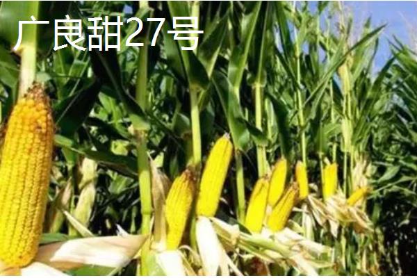 甘肃有哪些玉米品种，有隆丰211、金皇828等