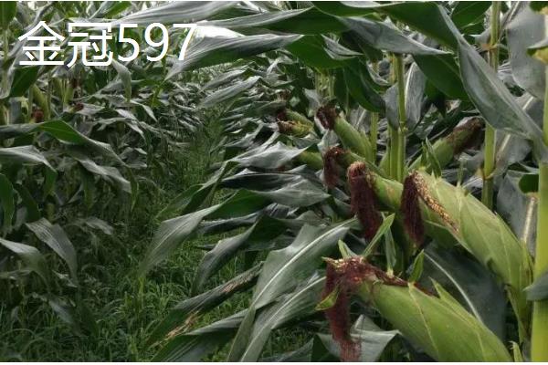 甘肃有哪些玉米品种，有隆丰211、金皇828等