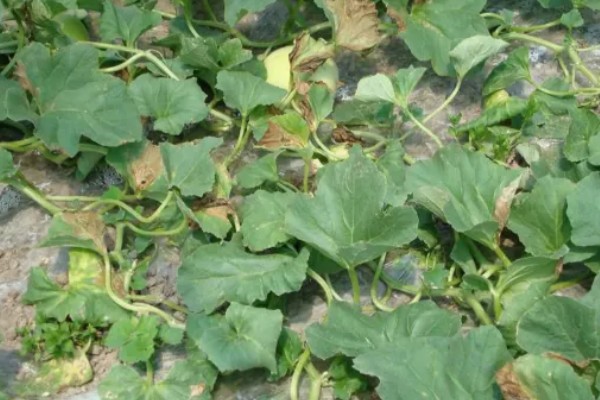 甜瓜蔓枯病的发生规律，湿度高发病重