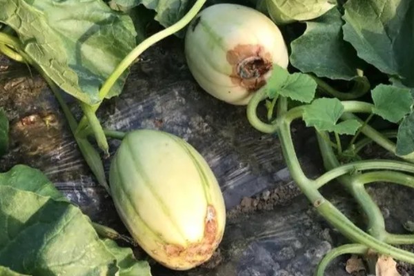 甜瓜蔓枯病的发生规律，湿度高发病重