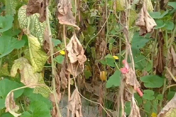 甜瓜蔓枯病的发生规律，湿度高发病重