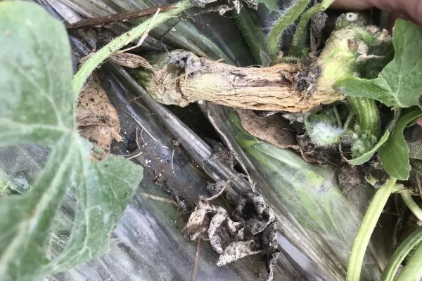 甜瓜蔓枯病的发生规律，湿度高发病重