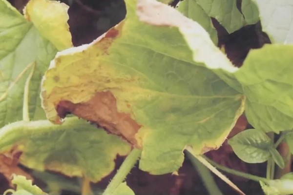 甜瓜蔓枯病的发生规律，湿度高发病重