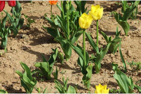 郁金香要春化吗，需要春化