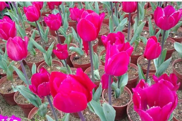 郁金香要春化吗，需要春化