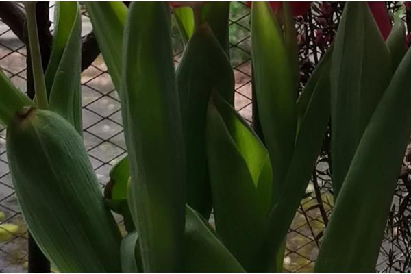 郁金香要春化吗，需要春化