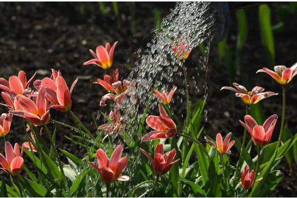 郁金香要春化吗，需要春化