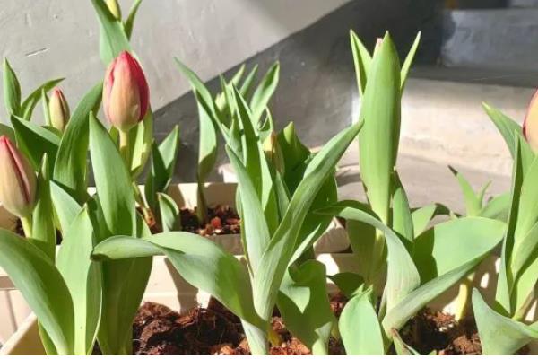 郁金香要春化吗，需要春化