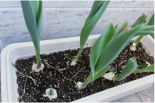 郁金香要春化吗，需要春化