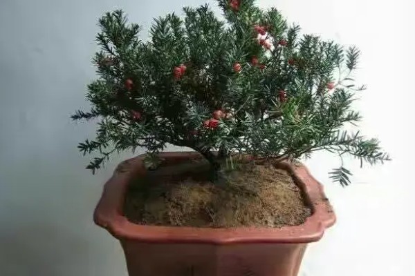 红豆杉的养殖方式，生长期7天浇水一次