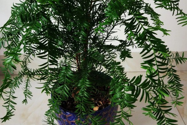 红豆杉的养殖方式，生长期7天浇水一次