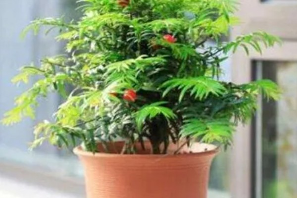 红豆杉的养殖方式，生长期7天浇水一次