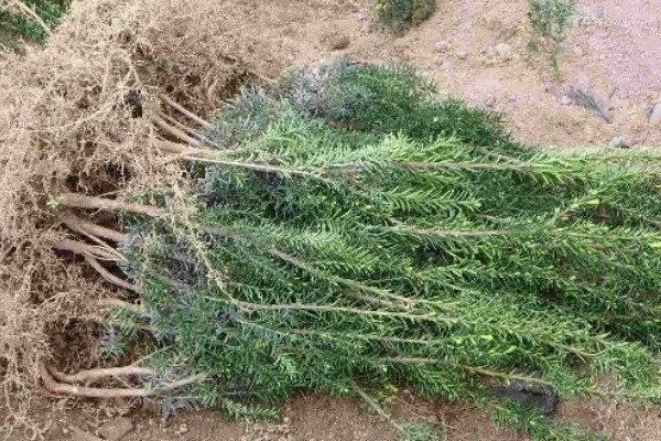 红豆杉的养殖方式，生长期7天浇水一次