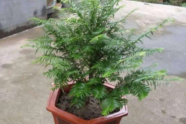 红豆杉的养殖方式，生长期7天浇水一次