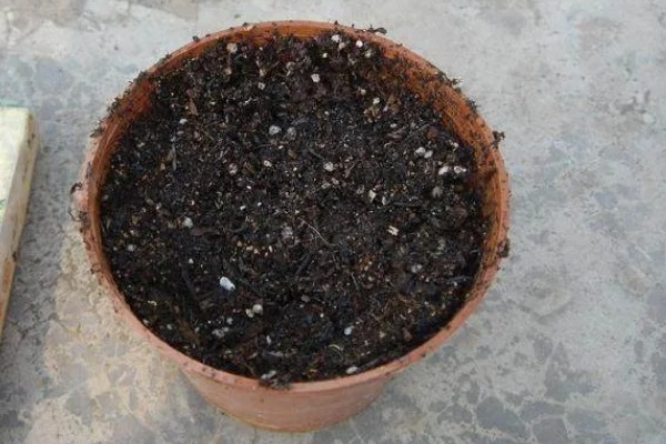 红豆杉的养殖方式，生长期7天浇水一次