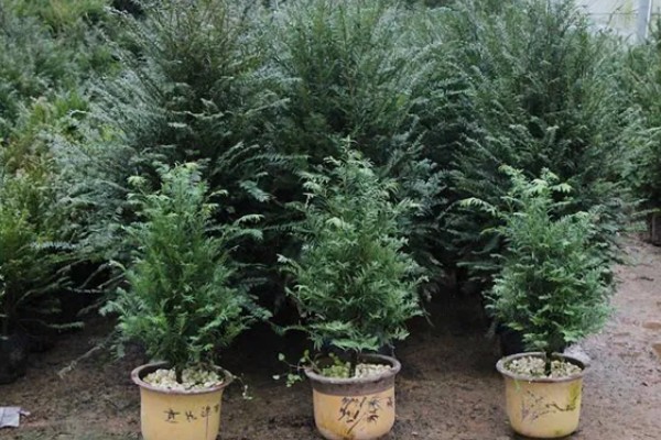 红豆杉的养殖方式，生长期7天浇水一次