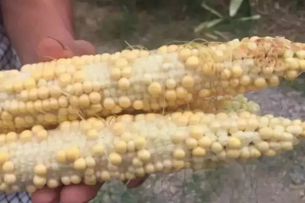 玉米不结粒的原因，可能是温度不适宜所致