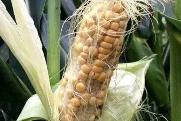 玉米不结粒的原因，可能是温度不适宜所致