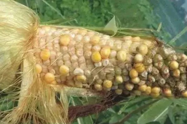 玉米不结粒的原因，可能是温度不适宜所致