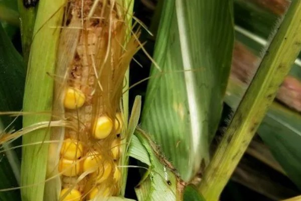 玉米不结粒的原因，可能是温度不适宜所致
