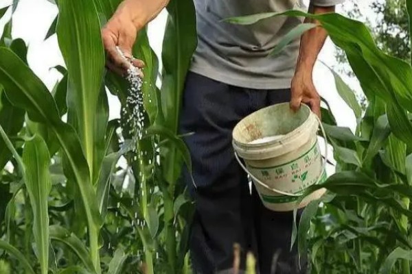 玉米不结粒的原因，可能是温度不适宜所致
