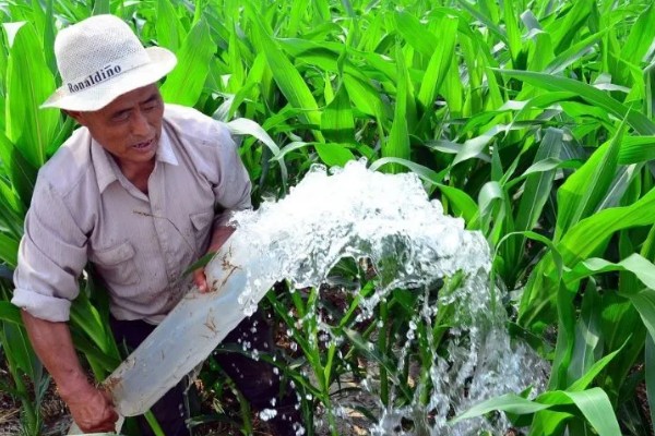 玉米不结粒的原因，可能是温度不适宜所致