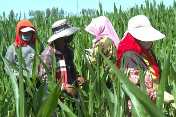 玉米不结粒的原因，可能是温度不适宜所致