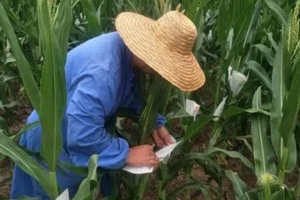玉米不结粒的原因，可能是温度不适宜所致
