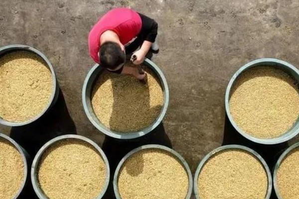 储存稻种的禁忌,主要有以下6点