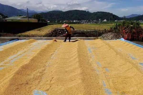 储存稻种的禁忌,主要有以下6点