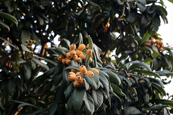 攀枝花枇杷在几月份成熟，在2月中上旬和6月下旬后成熟