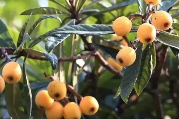 攀枝花枇杷在几月份成熟，在2月中上旬和6月下旬后成熟