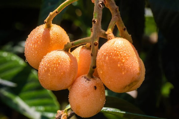 攀枝花枇杷在几月份成熟，在2月中上旬和6月下旬后成熟