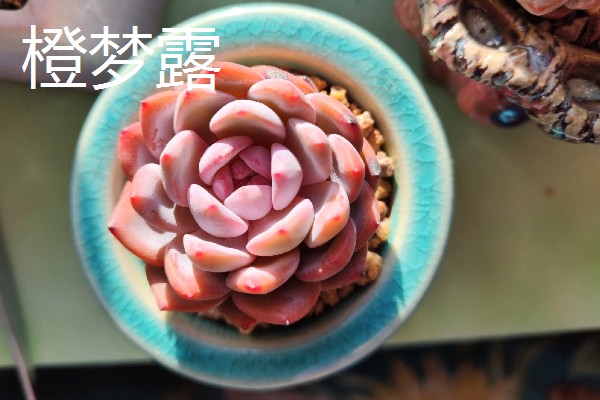 多肉橙梦露与芙蓉雪莲有什么区别，主要是颜色、形状不同