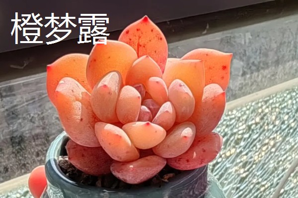 多肉橙梦露与芙蓉雪莲有什么区别，主要是颜色、形状不同