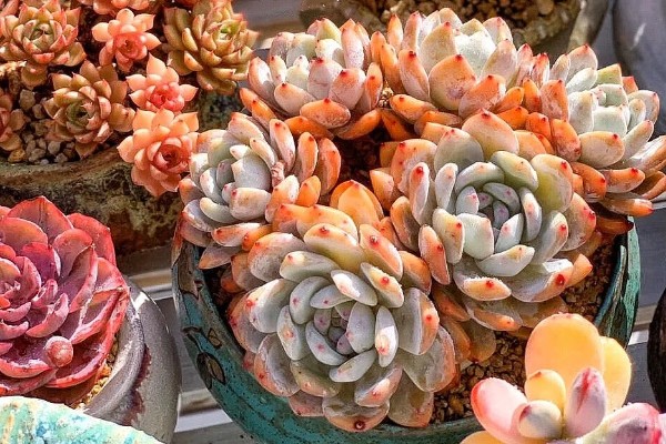 多肉橙梦露与芙蓉雪莲有什么区别，主要是颜色、形状不同