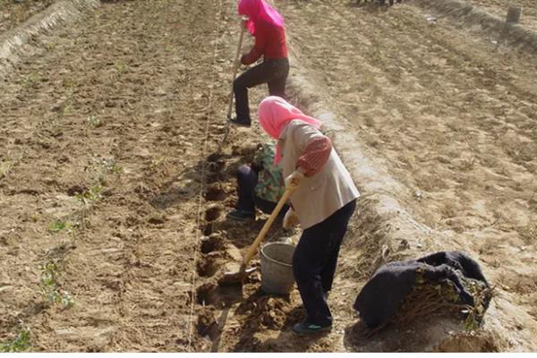 薏米如何种植，在播种前要浸种