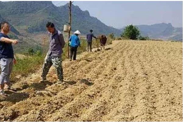 薏米如何种植，在播种前要浸种