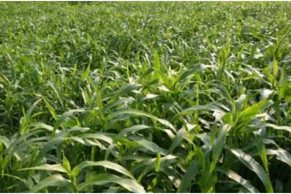 薏米如何种植，在播种前要浸种