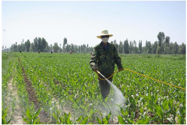 薏米如何种植，在播种前要浸种