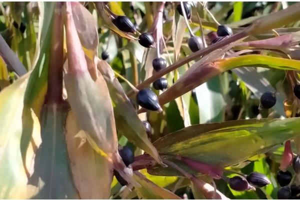 薏米如何种植，在播种前要浸种