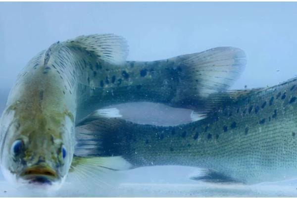 鲈鱼吃什么,吃小黄鱼、鱿鱼、墨鱼等