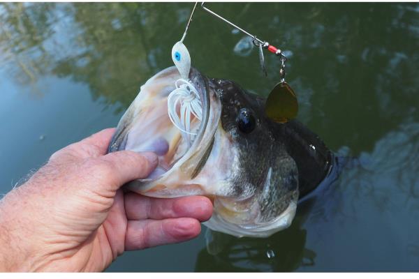 鲈鱼吃什么,吃小黄鱼、鱿鱼、墨鱼等